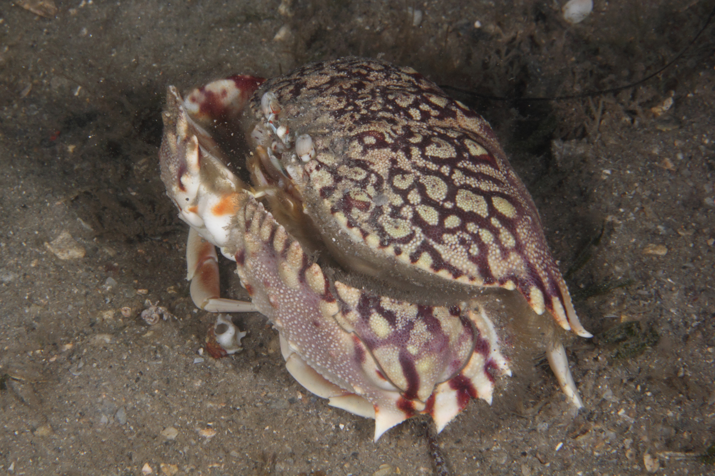 Real Monstrosities Shamefaced Crab