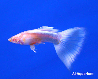 The Importance Of Fish Aquarium Lights