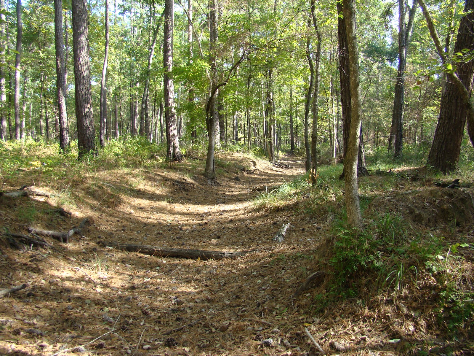 NationalForestHunter Hunting the Sam Houston National Forest 1998