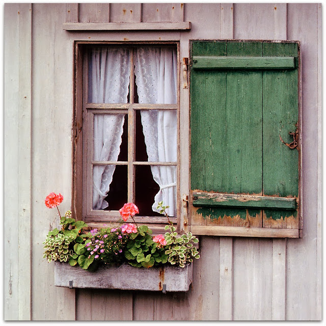 Flowers in the Window