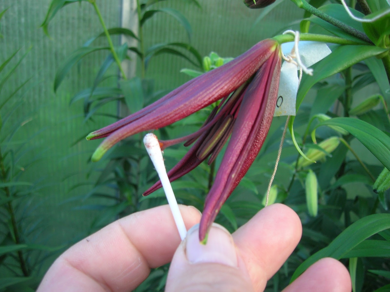 Hermansens lily growing How to pollinate a lily