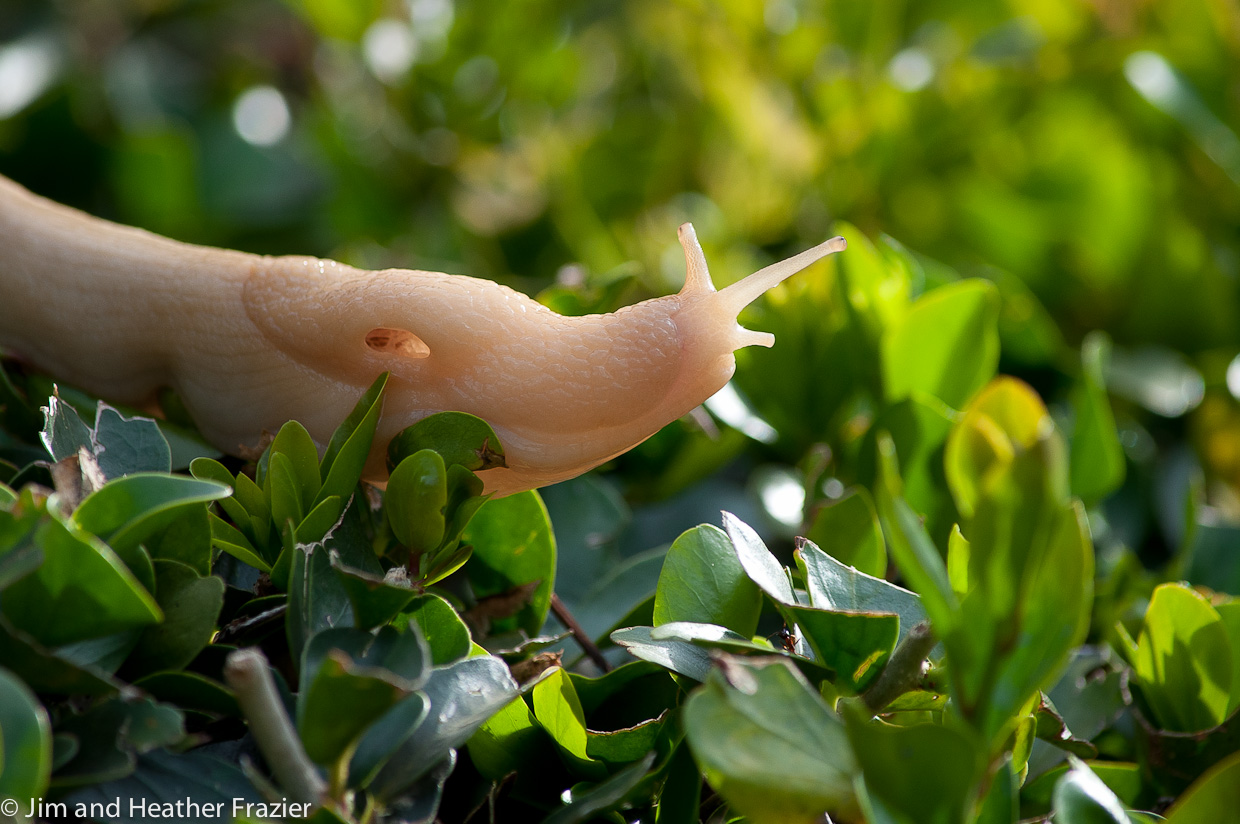 Aspen Leaves to Acacia Trees Ants and Slugs