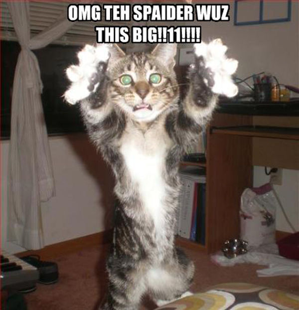 Funny Cats Funny Cats