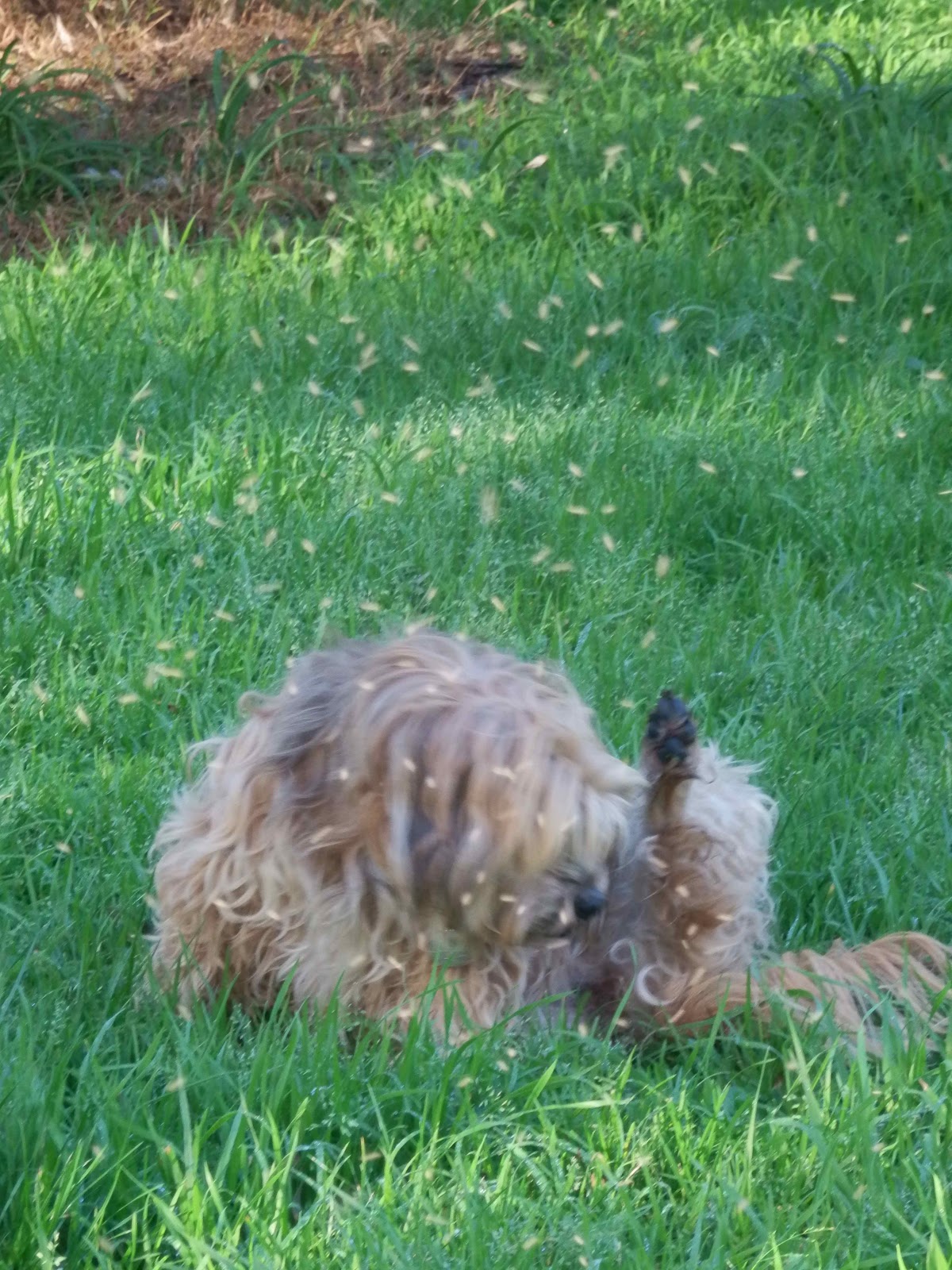 Dog Ignores Me At Dog Park Dog Ignores Me At Dog Park