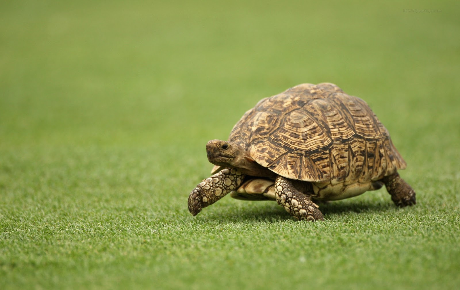 HD Wallpapers: tortoise wallpapers hd
