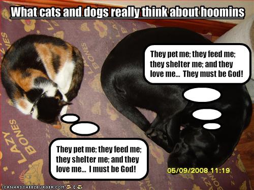 the difference between cats and dogs funny