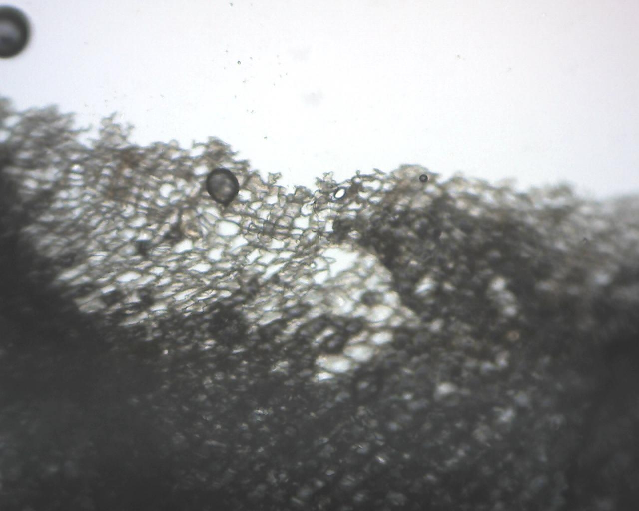 How To Be A Research Scientist From the Archives