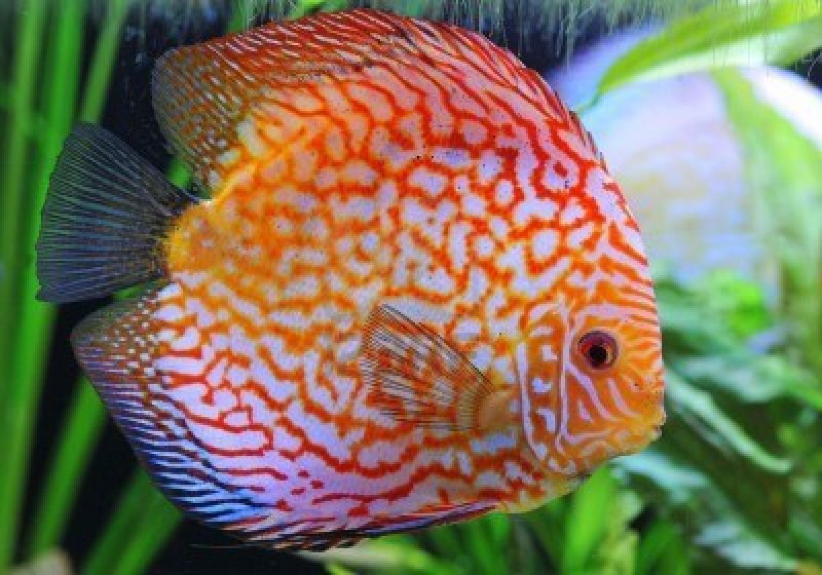 Discus Fish Life of Sea