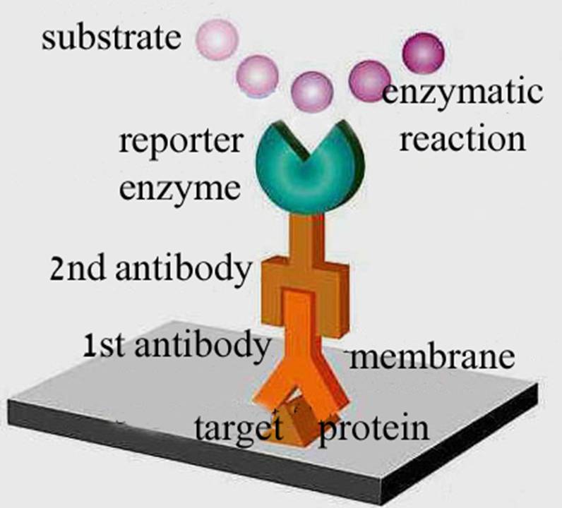 CST Pte. Ltd. Primary & Secondary Antibodies