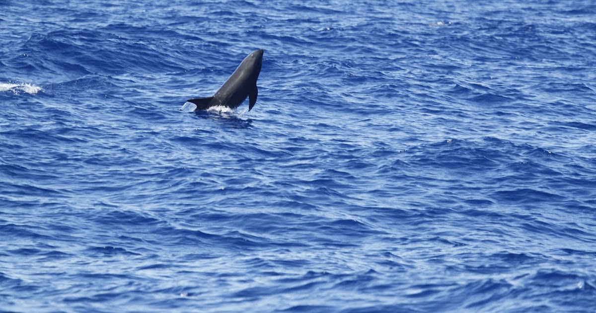 Sensory Ecology Found melonheaded whales