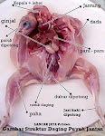 Struktur Daging Puyuh