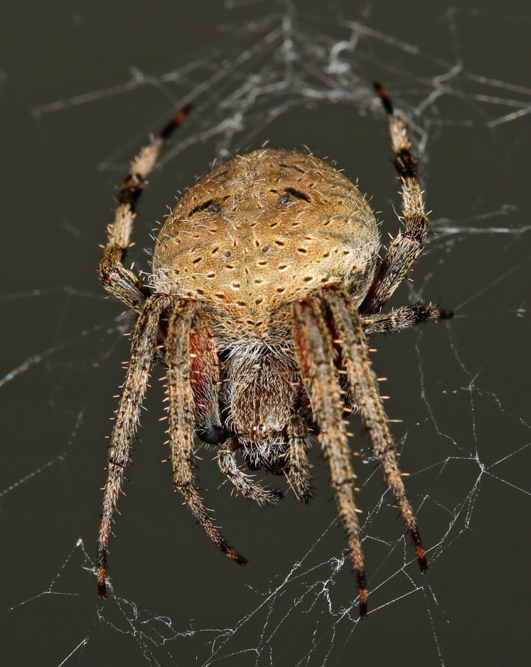 🔥 Bathroom orb weaver spider made a 3-d web last night. I know