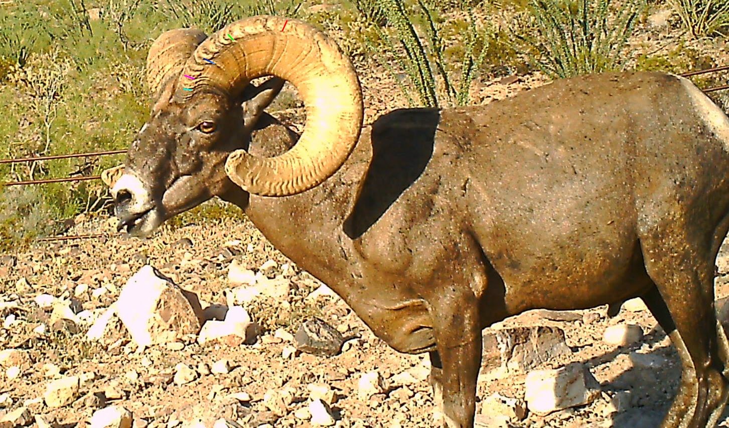 left+horn+growth+rings.++WHAT+DOES+THIS+RAM+SCORE.+How+to+score+bighorn+sheep.++Field+Judging+and+Scoring+Desert+Bighorn+Sheep+with+Jay+Scott+Outdoors+and+Colburn+and+Scott+Outfitters.jpg