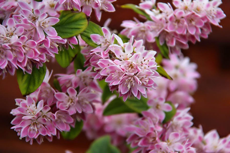 The Outlaw Gardener Random Friday From My Garden