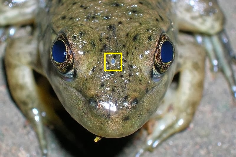 Fotonaturalista El tercer ojo de los reptiles