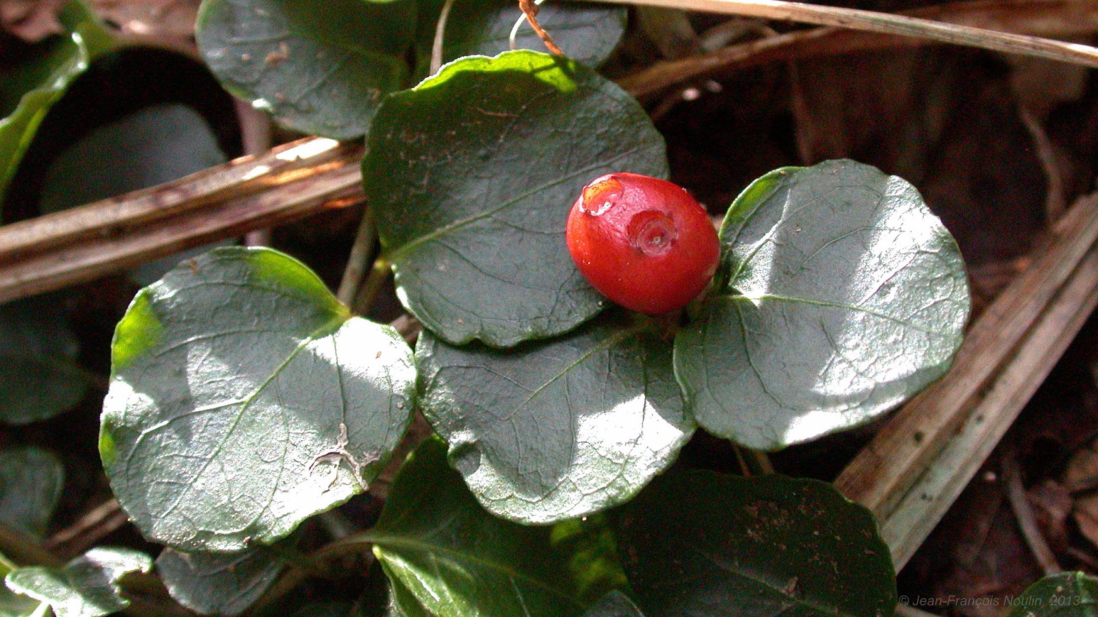 naturaliste Pain de perdrix, Mitchella repens, Squaw Vine