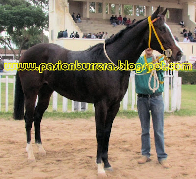 PASION BURRERA: Cordoba (25-05-12)