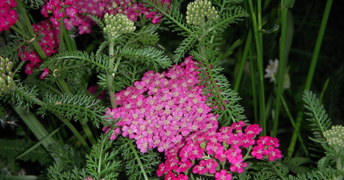 CETAAR: Talleres en el cetaar: PLANTAS MEDICINALES Y HUERTA ORGÁNICA