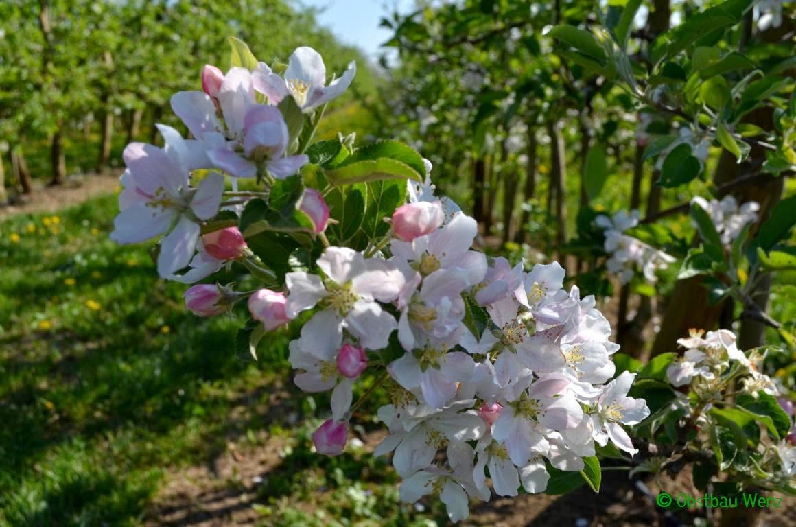 Apfelblüte