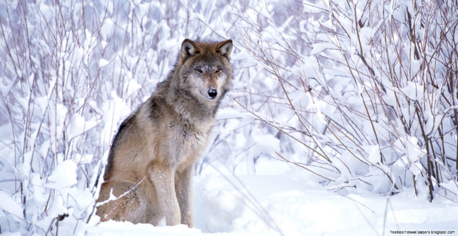 Gray Wolf Looks Gray Wolf Seen In Arizona For Gray Wolf Looks Gray Wolf Seen In Arizona For