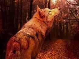Wolf in a fall background