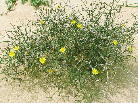 Alfar de poesía LA AULAGA