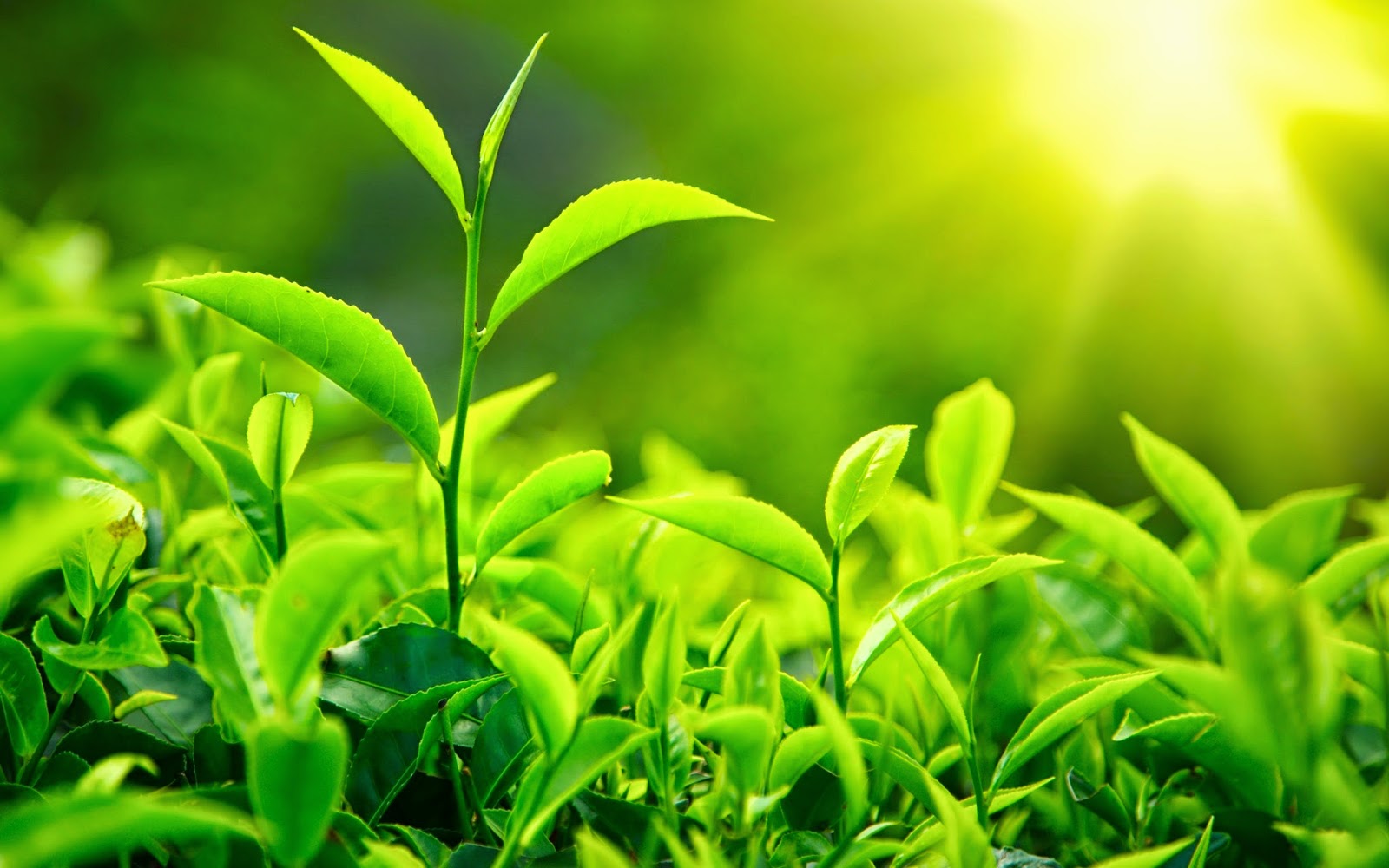 http://healthfitnessrevolution.com/new-study-shows-green-tea-boosts-working-memory/