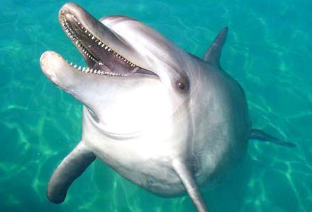 Alegría delfín