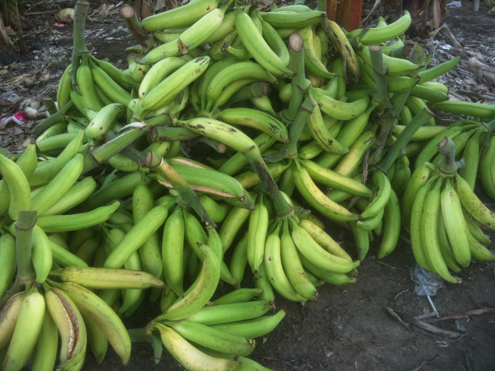 HOMESTAY MORIB KAMPUNG ENDAH  Project Tanaman Pisang Berangan Pisang