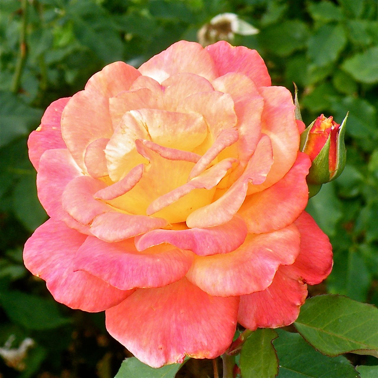 A ROSE BY ANY OTHER NAME … The Tyler Rose Garden Center