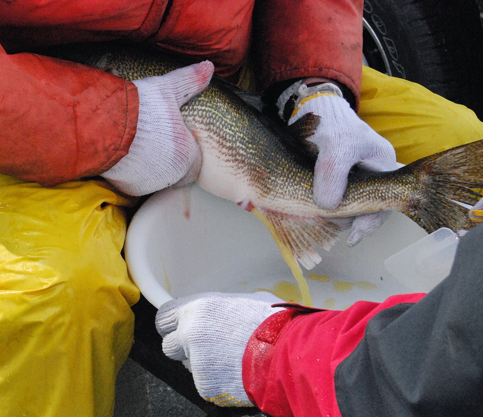 Dedicated to Lake Nipissing Wasi Falls Walleye Spawn