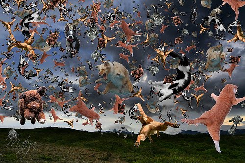 Rained Cats And Dogs Little Words Rained Cats And Dogs Little Words
