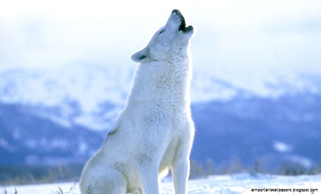 EndangeredSpeciesBiomesProjects Arctic Wolf EndangeredSpeciesBiomesProjects Arctic Wolf