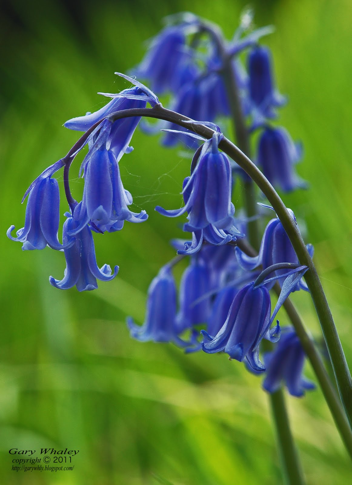 Nature My World Bluebells