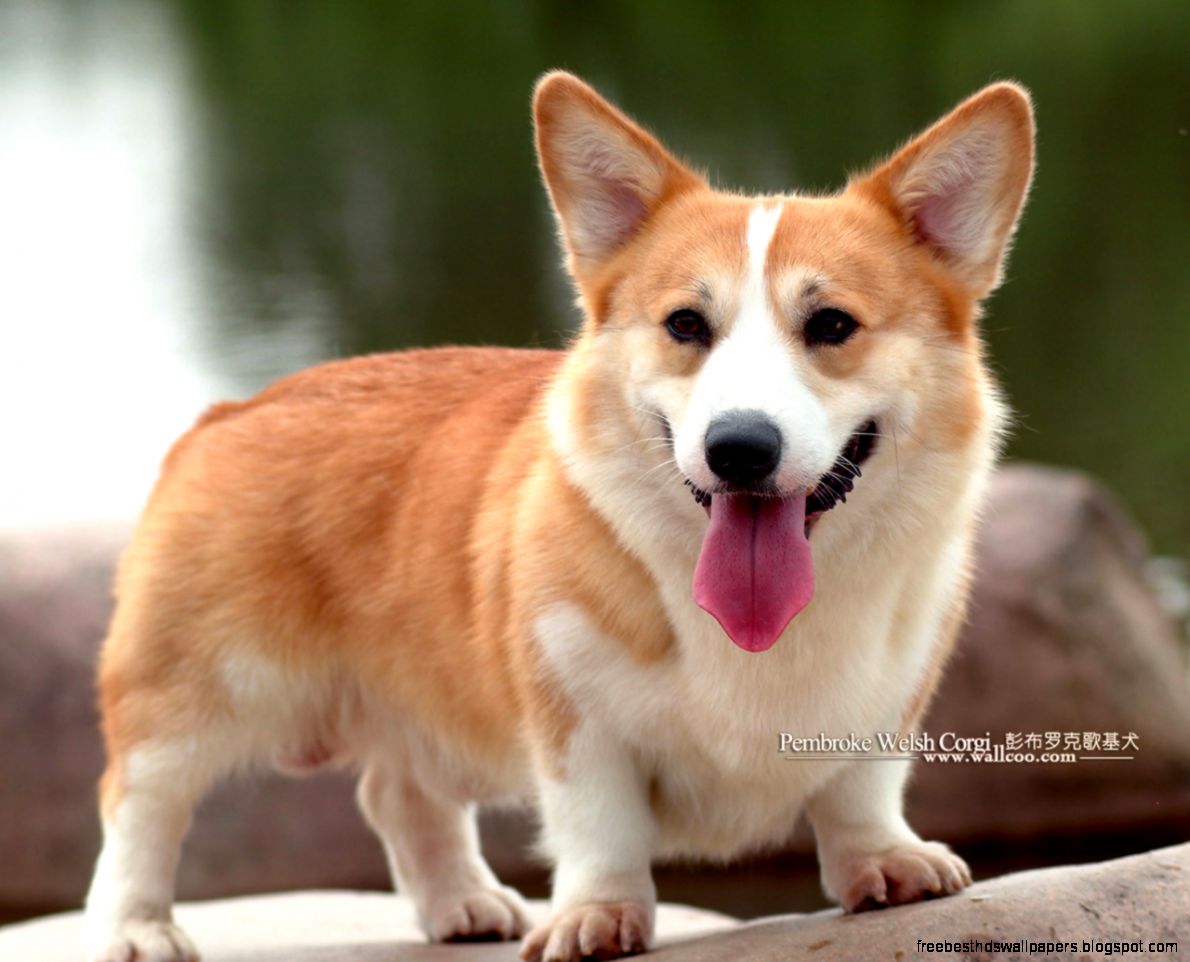 Pembroke Welsh Corgi Puppy Pembroke Welsh Corgi Puppy