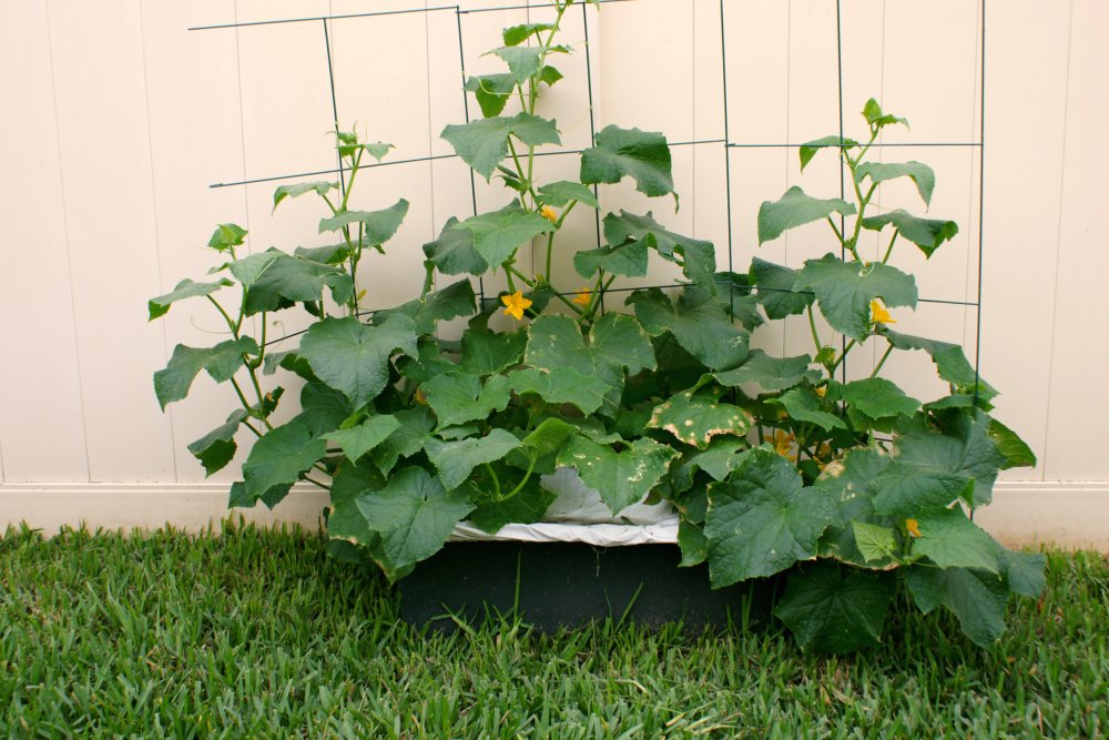 Backyard Urban Gardening Grow Your Own Food First Cucumber Harvest