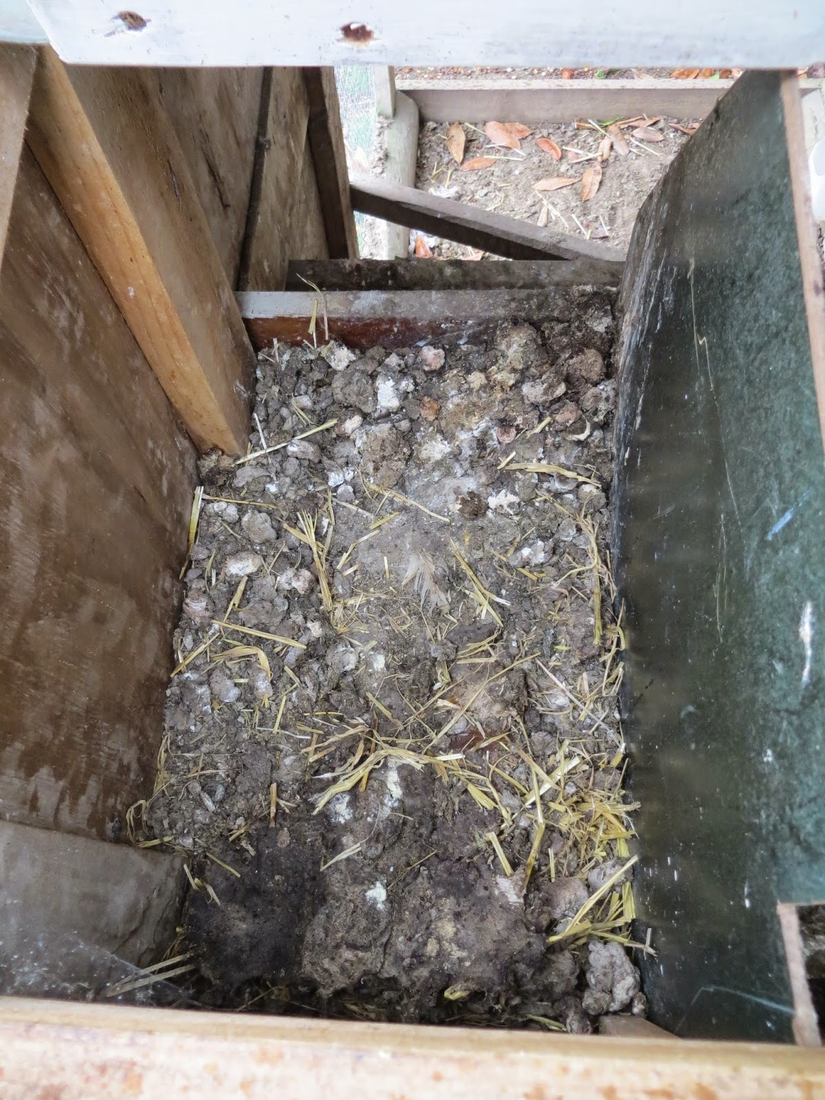 Keeping Chickens NZ: Keeping a clean nest box