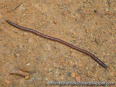 earthworm (subclass Oligochaeta)