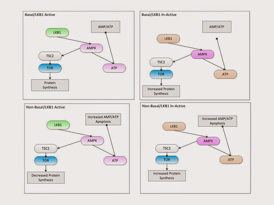Amp my portfolio activation synthesis Telegraph