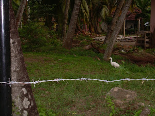 Oiseaux Sri Lanka