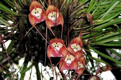 Loài vượn mặt hoa lan kỳ lạ: phong lan Dracula.