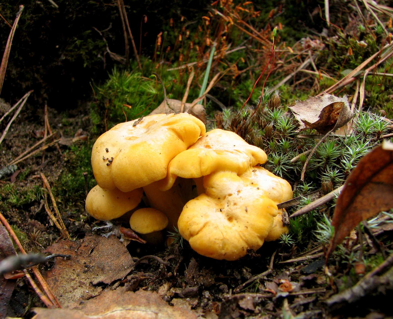Smaczna Pyza Sprawdzone przepisy kulinarne Kurki pieprznik jadalny