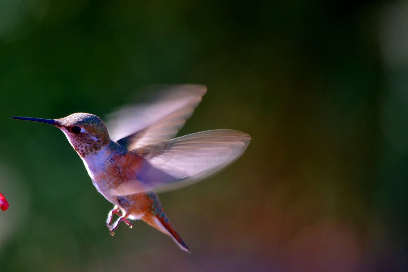 goodtimesrollin Dragonflies and Hummingbirds