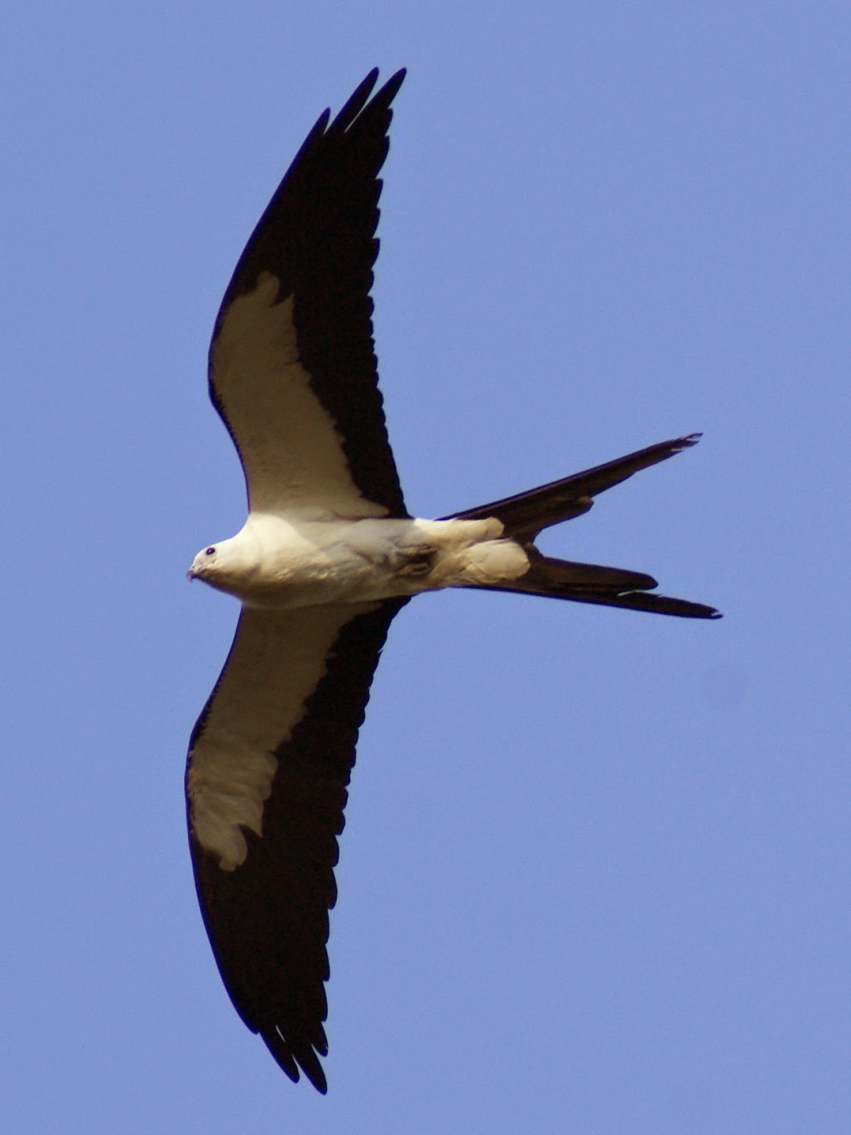 Kites Birds In Texas at Sara Lucio blog
