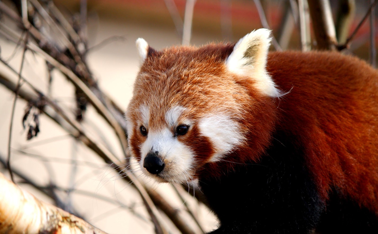 Red Panda Red Panda