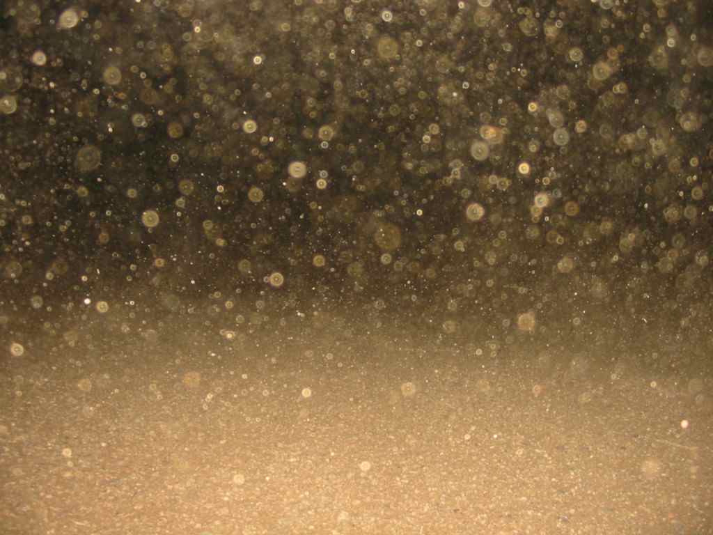 Bioseguridad Microbial immigration across the Mediterranean via