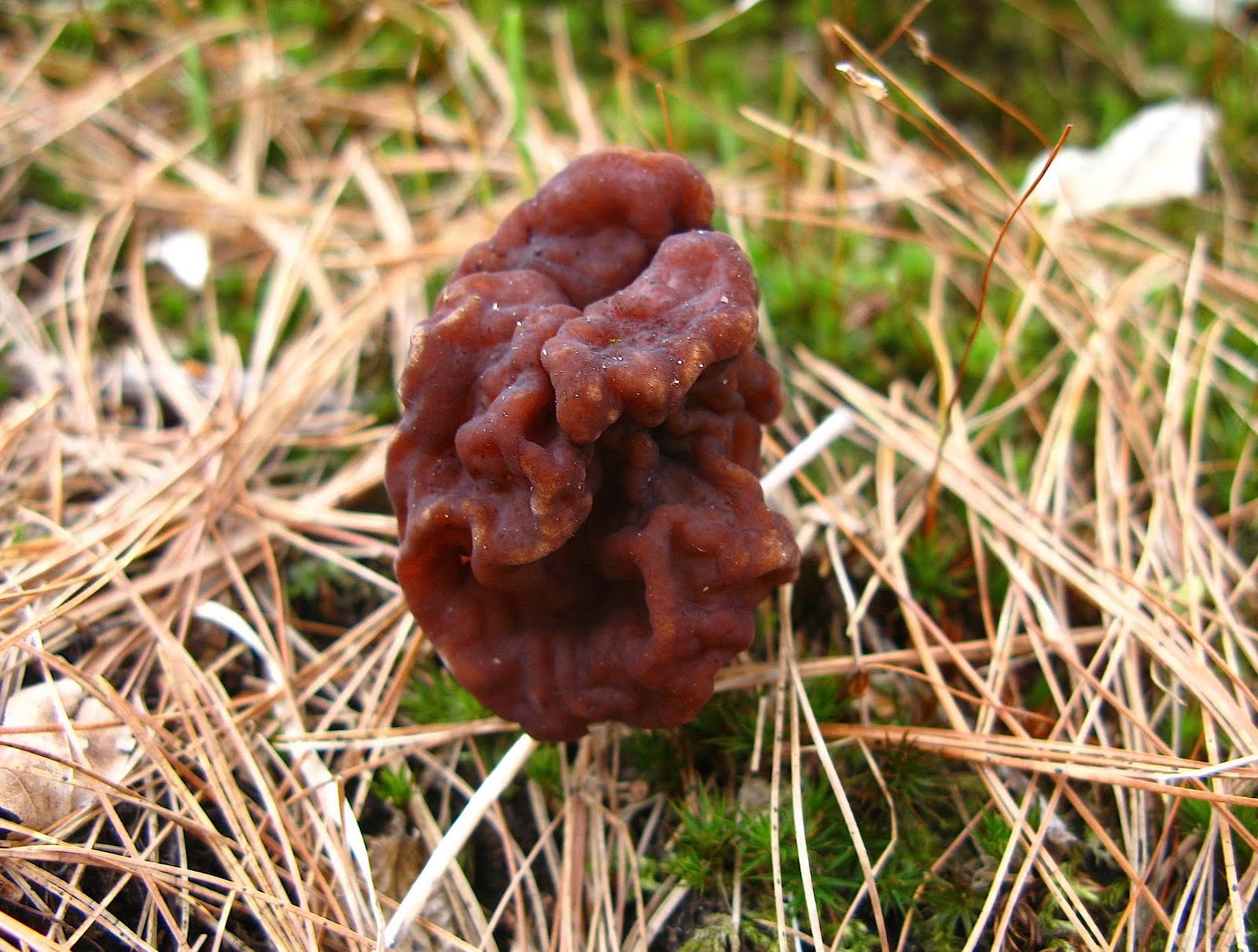 Gallery For > Are False Morels Edible