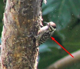 Gambar Jenis Jenis Burung Pelatuk Serta Namanya Kicau Mania