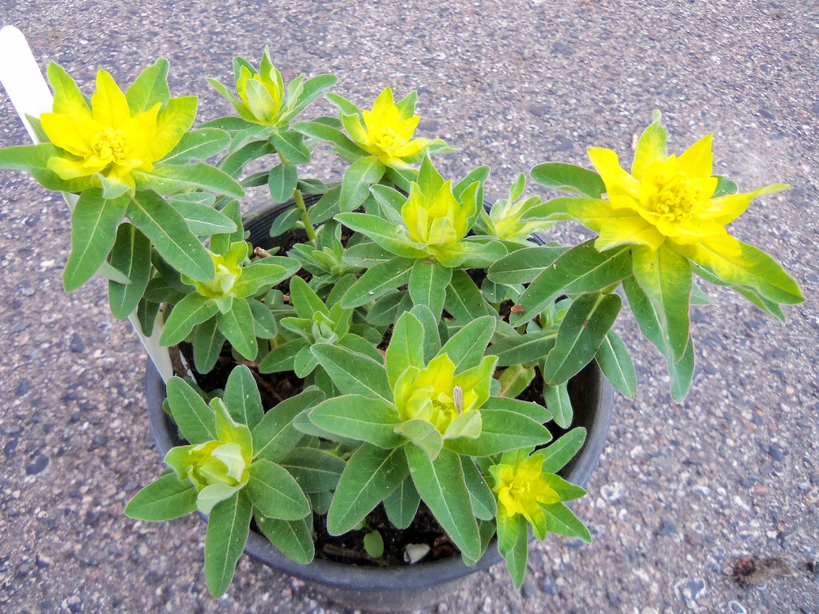 Dividing Euphorbia (cushion spurge) Plants & Poultry