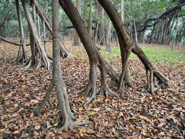 That is a LOT of tree to handle. - In India, There Is A Gigantic Tree That Is Bigger Than A Walmart Store. That is a LOT of tree to handle. - In India, There Is A Gigantic Tree That Is Bigger Than A Walmart Store.